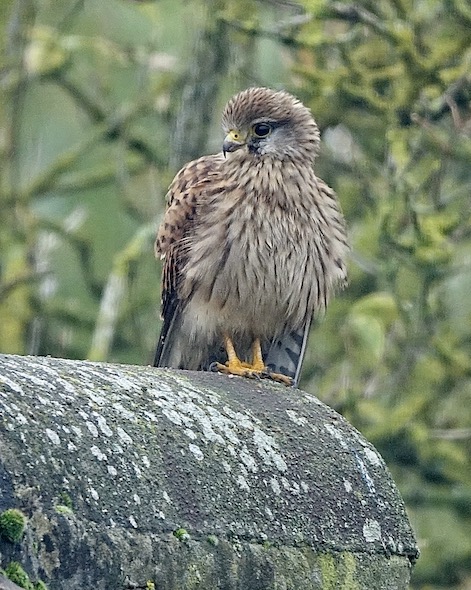 kestrel